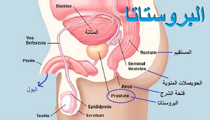 البروستات